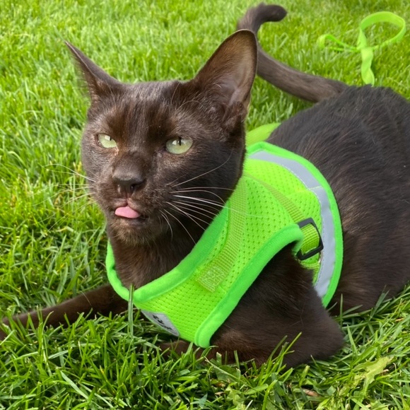 Meet your Posher, Jennifer - Picture 2 of 4